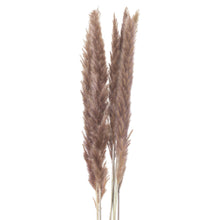 Load image into Gallery viewer, Mini Natural Pampas Grass Bunch of 15