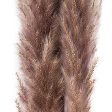 Load image into Gallery viewer, Mini Natural Pampas Grass Bunch of 15