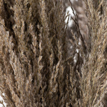 Load image into Gallery viewer, Natural Pampas Single Grass Stem