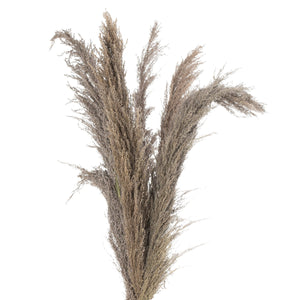 Natural Pampas Single Grass Stem