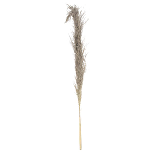 Natural Pampas Single Grass Stem