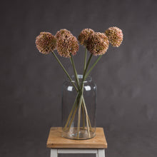 Load image into Gallery viewer, Pink Allium